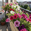 Seasonal plants