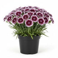 Dianthus Capitan Calizo