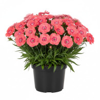 Dianthus Diantica Coral Granita