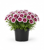 Dianthus Diantica Cremarena