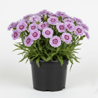 Dianthus SuperTrouper Grace