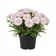 Dianthus SuperTrouper Pia