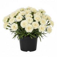 Dianthus SuperTrouper Tilda