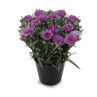 Dianthus SuperTrouper Macy