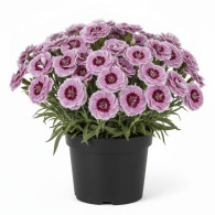 Dianthus Capitan Mrs. Ann