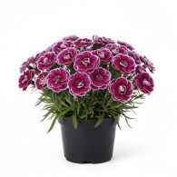 Dianthus Capitan Sir Henry