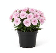 Dianthus Scent First Candy Floss