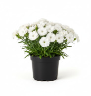 Dianthus Scent First Memories