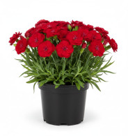 Dianthus Scent First Passion