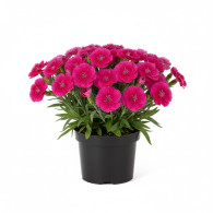 Dianthus Scent First Tickled Pink