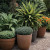 Ground cover