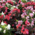 Shade Garden Plants