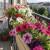 Seasonal plants