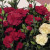Perennial plants